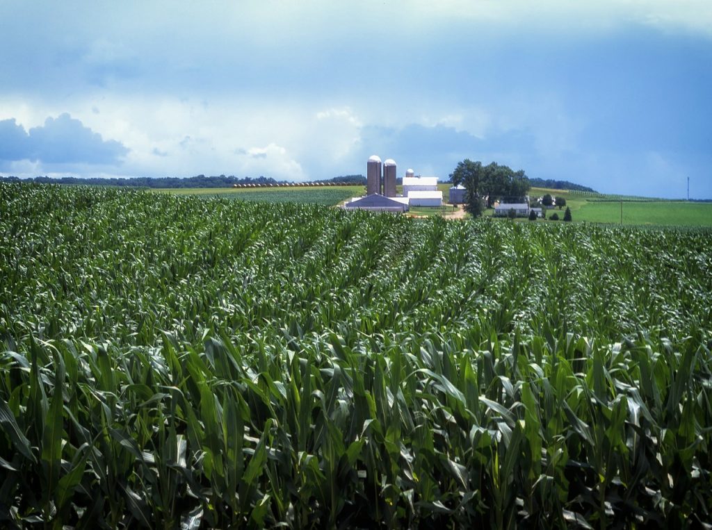 Uprawa kukurydzy
